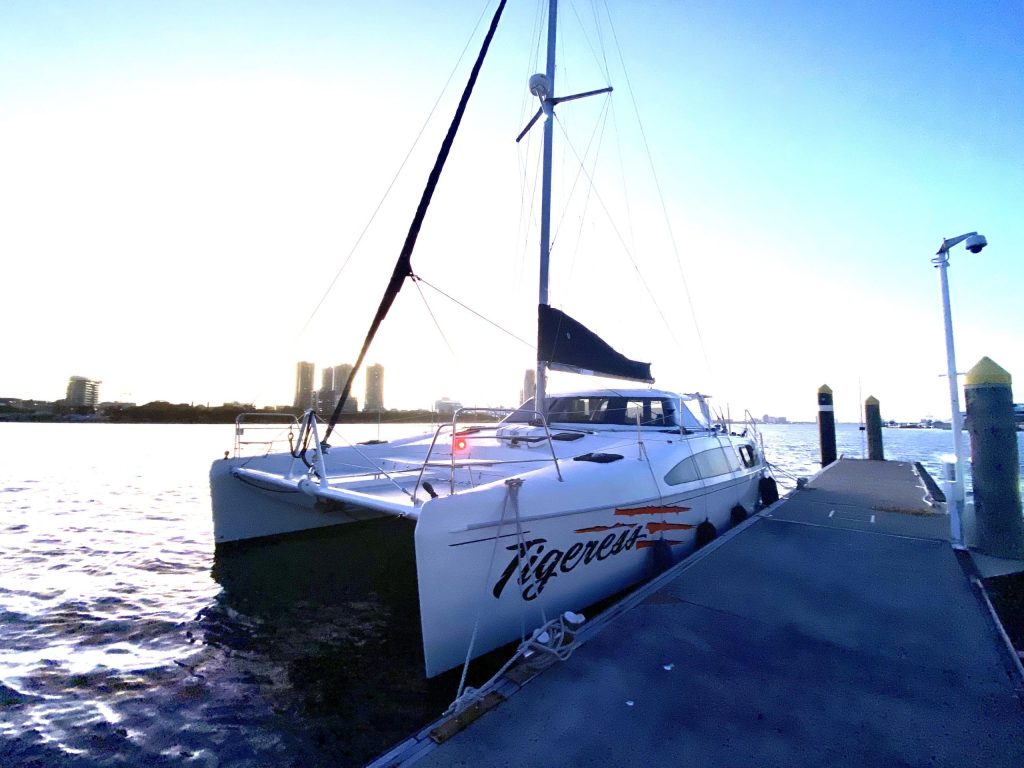 tigeress-tigeress-cat-sydney-2