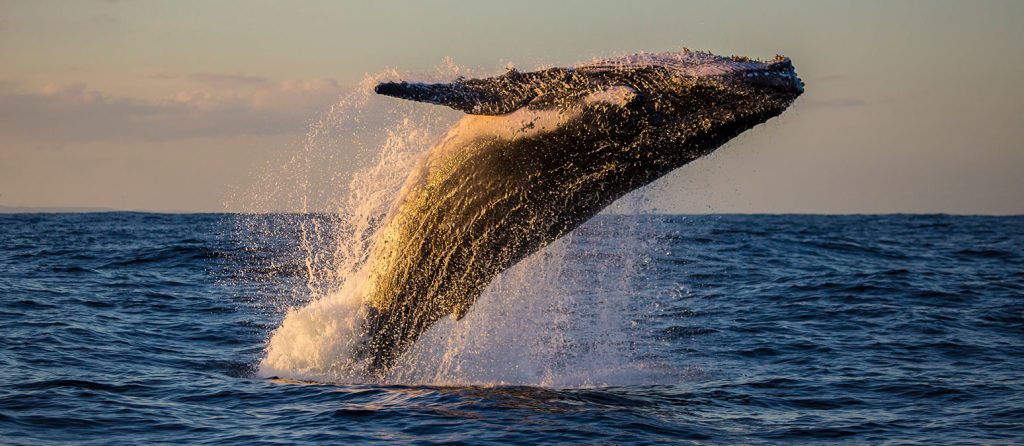 Whale Watching Season in Sydney: When, Where & How to See Them